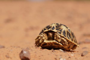 Schildkröte auf der Pad