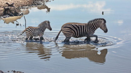 Wasserloch Olifantsrus -Zebra mit Jungtier