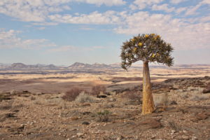 Köcherbaum -Namib's Valley