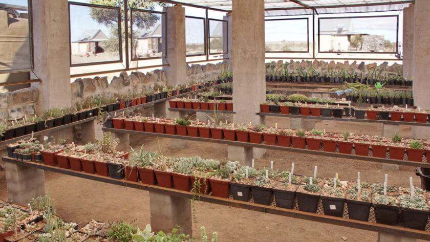 Blick ins Lithoparium der Lodge Alte Kalköfenmit mit tausenden von Pflanzen