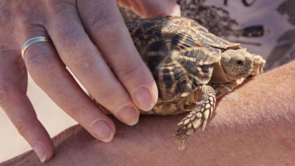 Schildkrötenrettung à la Lada