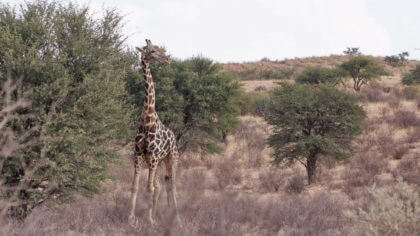 Giraffe kurz vor dem Kalahari Tended Camp